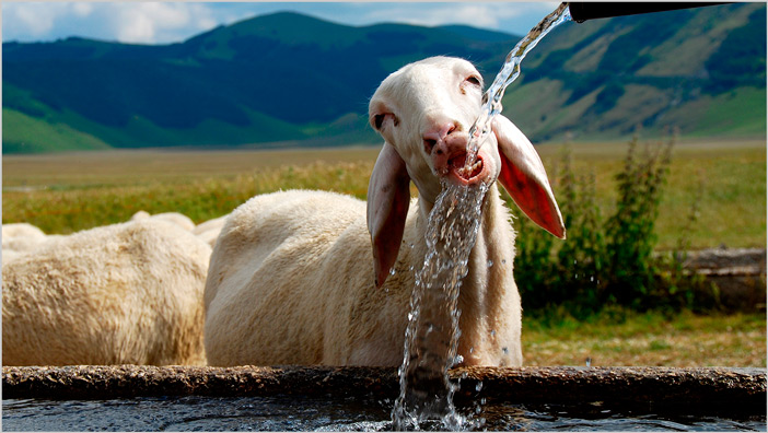 Onga pumps farm range